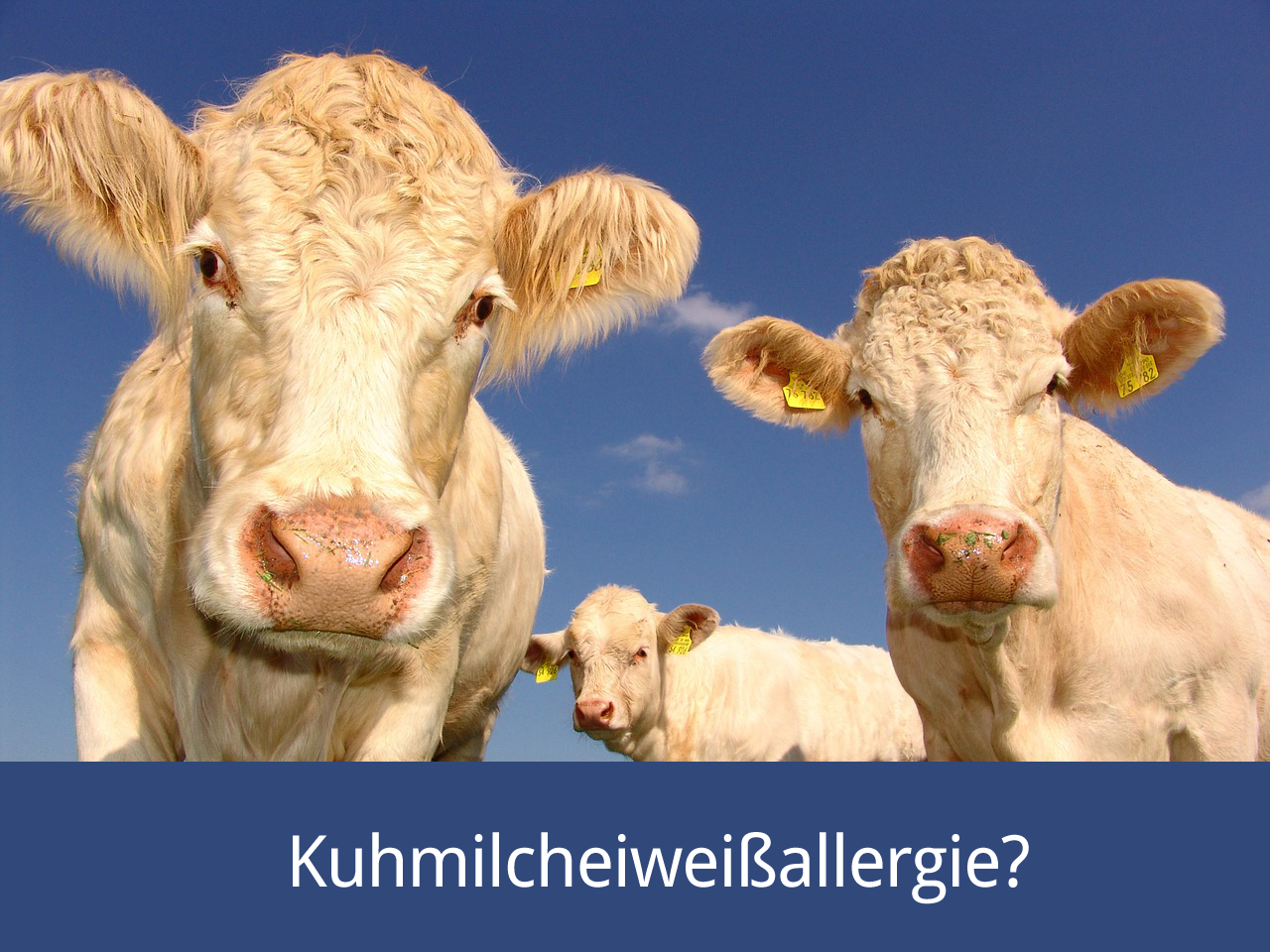 kuhmilcheiweissallergie beim baby